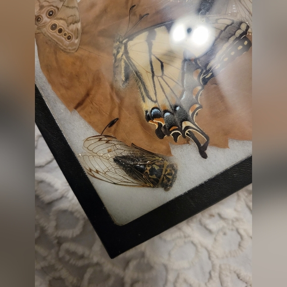Dried Preserved Real Butterfly Moth Insects Oddity Earth Garden Natural - Picture 9 of 13